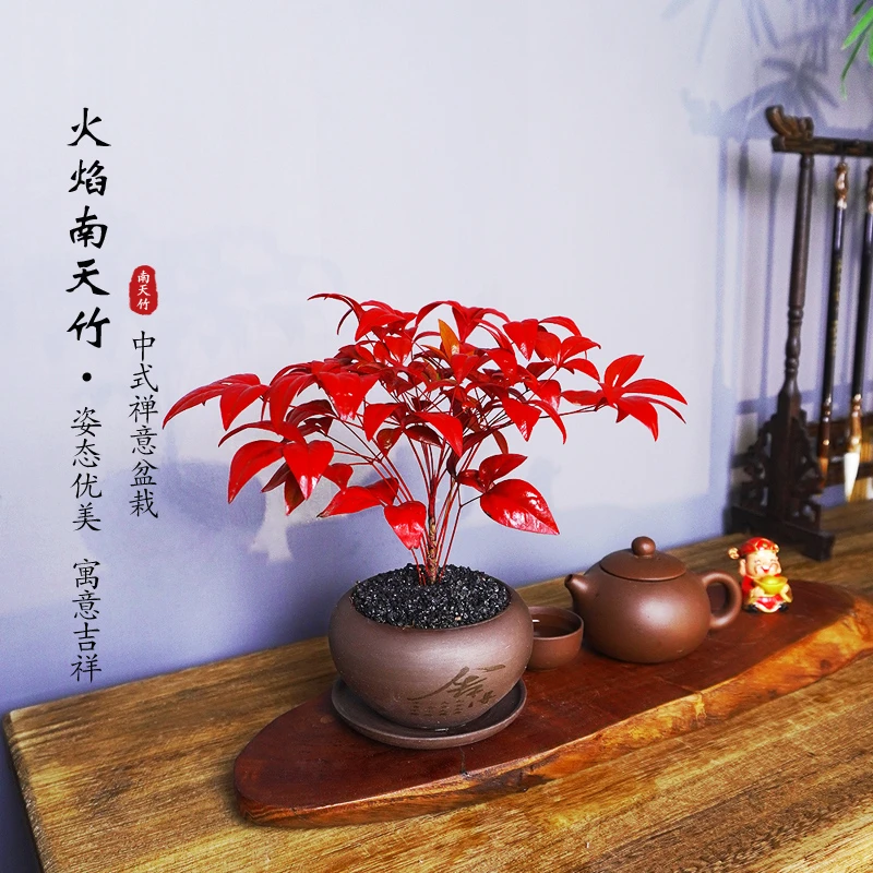 火焰南天竹盆栽庭院室内桌面观叶花卉绿植红红火火年宵花