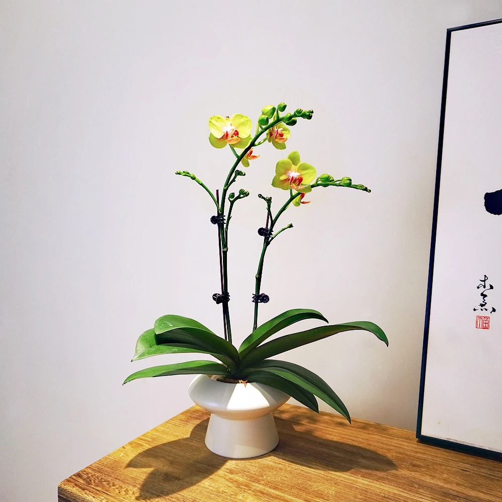 蝴蝶兰带花盆栽室内开花绿植花卉好养易活花期长