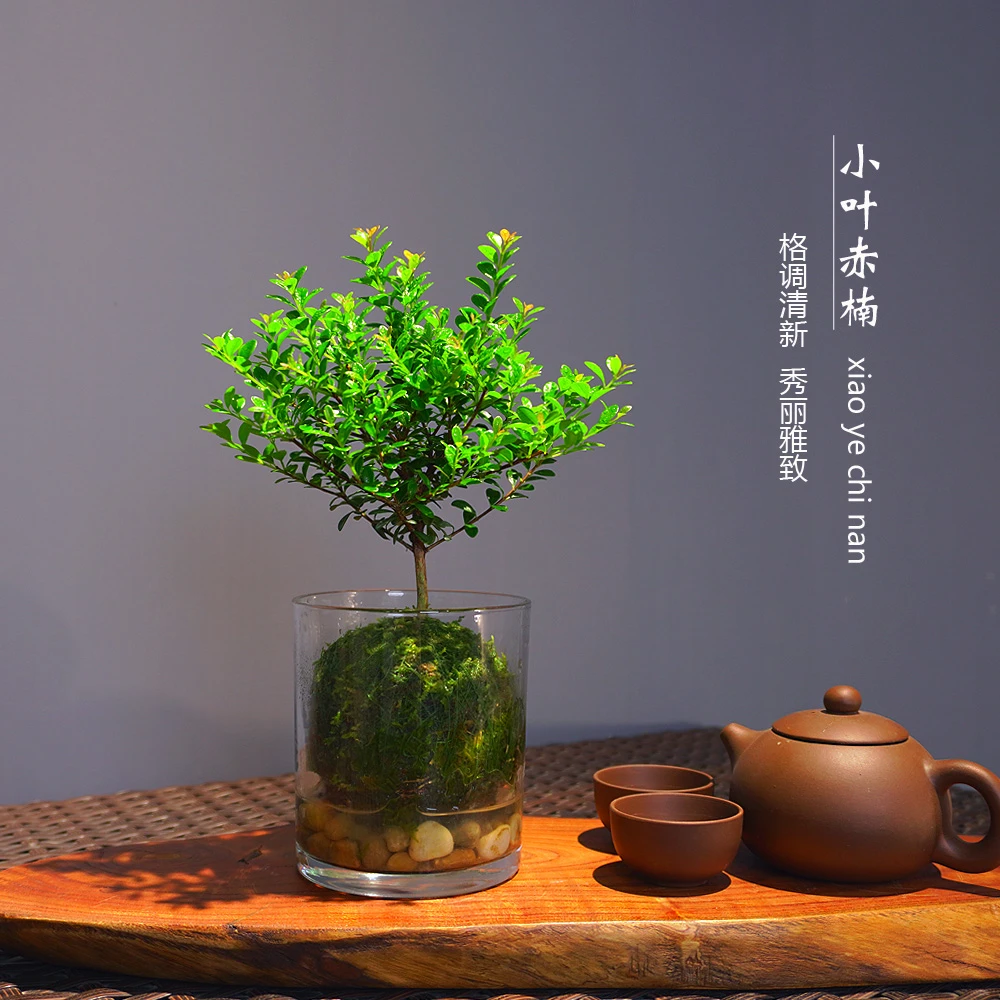 苔藓球水培小叶赤楠 室内微景观四季好养净化空气吸甲醛绿植花卉