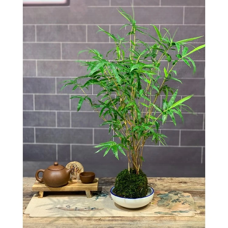 苔藓球红观音竹绿植室内书房庭院阳台室内花卉四季好养耐热耐寒
