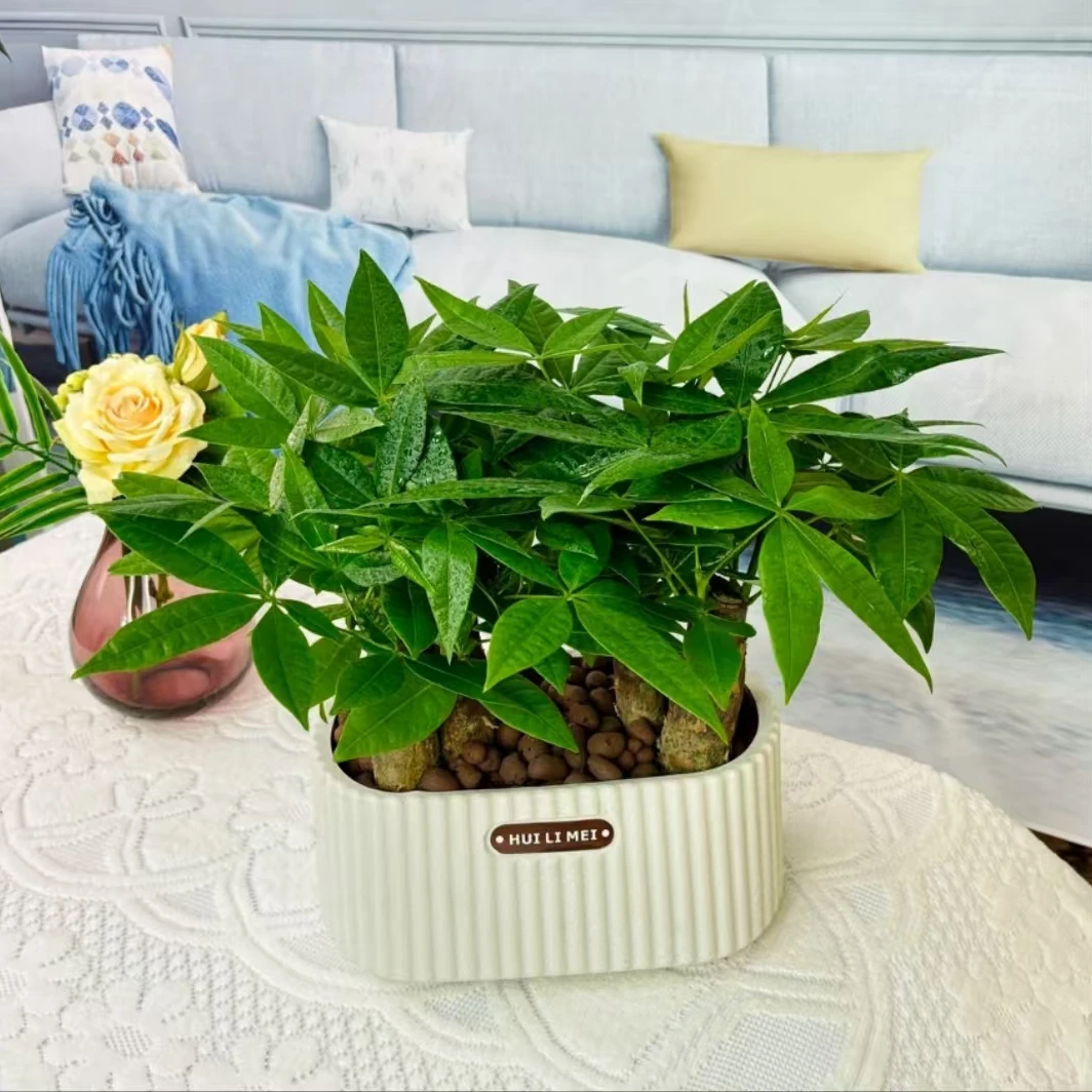 六杆【发财树】盆栽室内花卉绿植美观桌面植物四季常绿吸甲醛招财