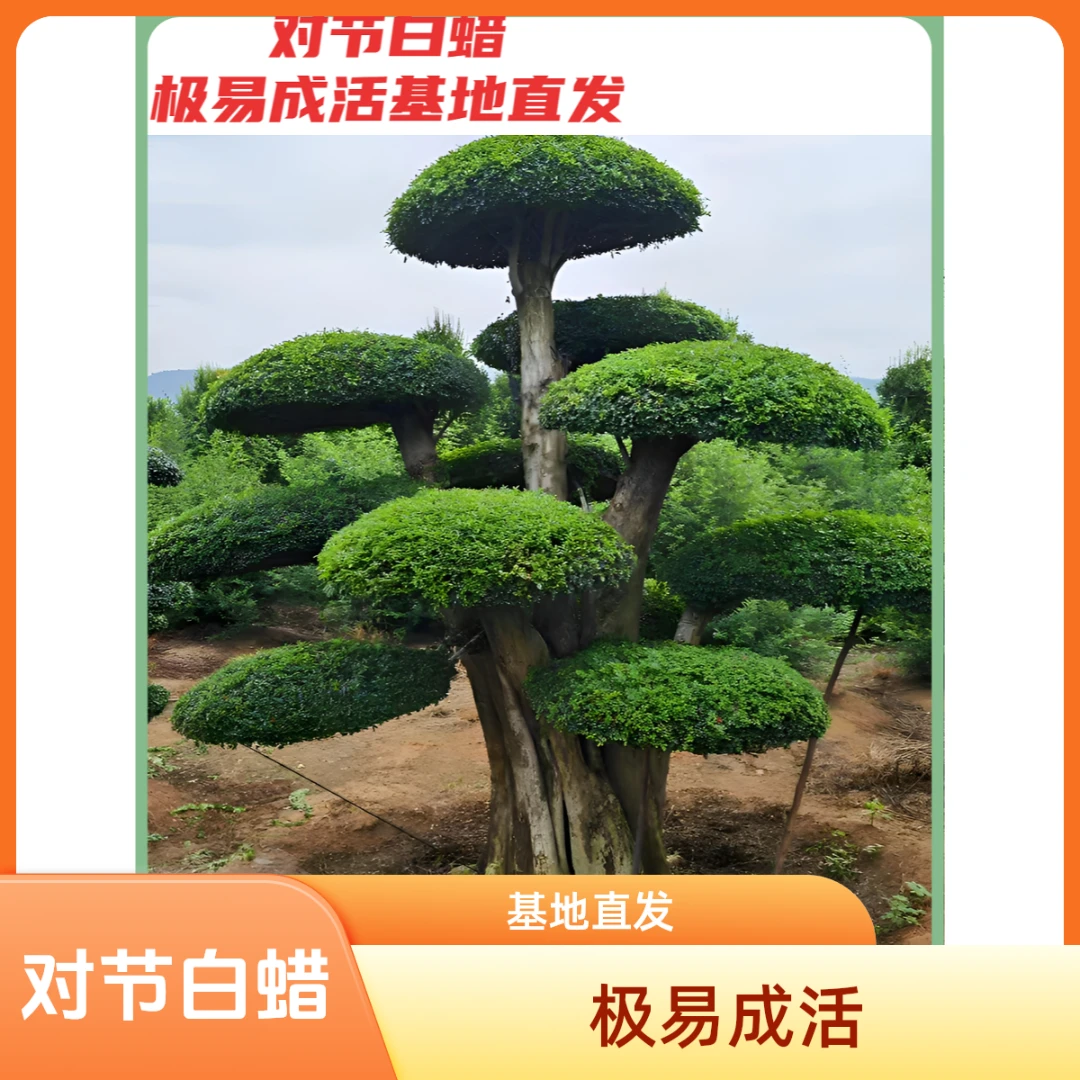 对节白蜡 直播定金专用