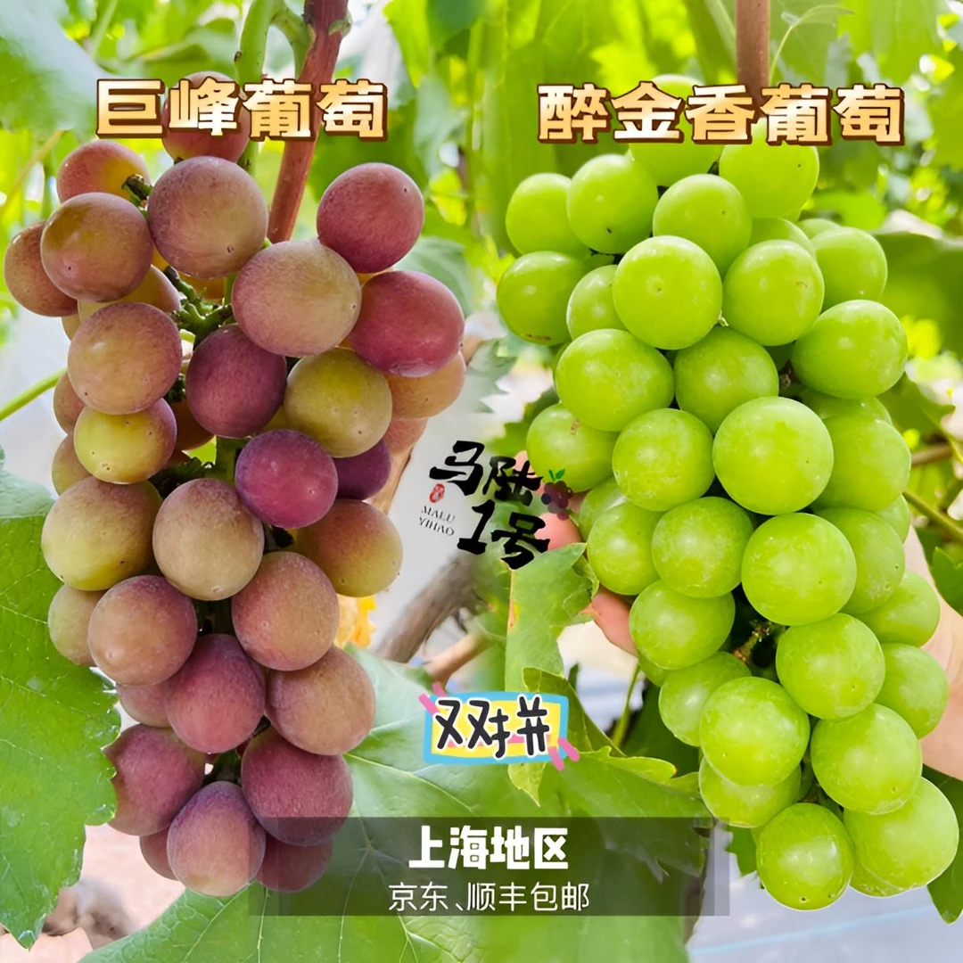 上海马陆葡萄-巨峰、醉金香双拼 5斤、10斤装 产地直发儿时的味道