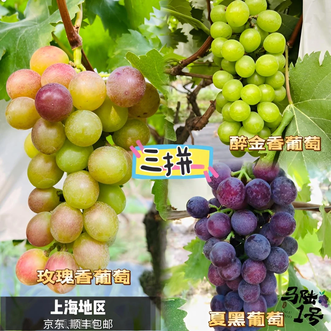 上海马陆葡萄-玫瑰香、醉金香、夏黑三拼 5斤、10斤装 产地直发