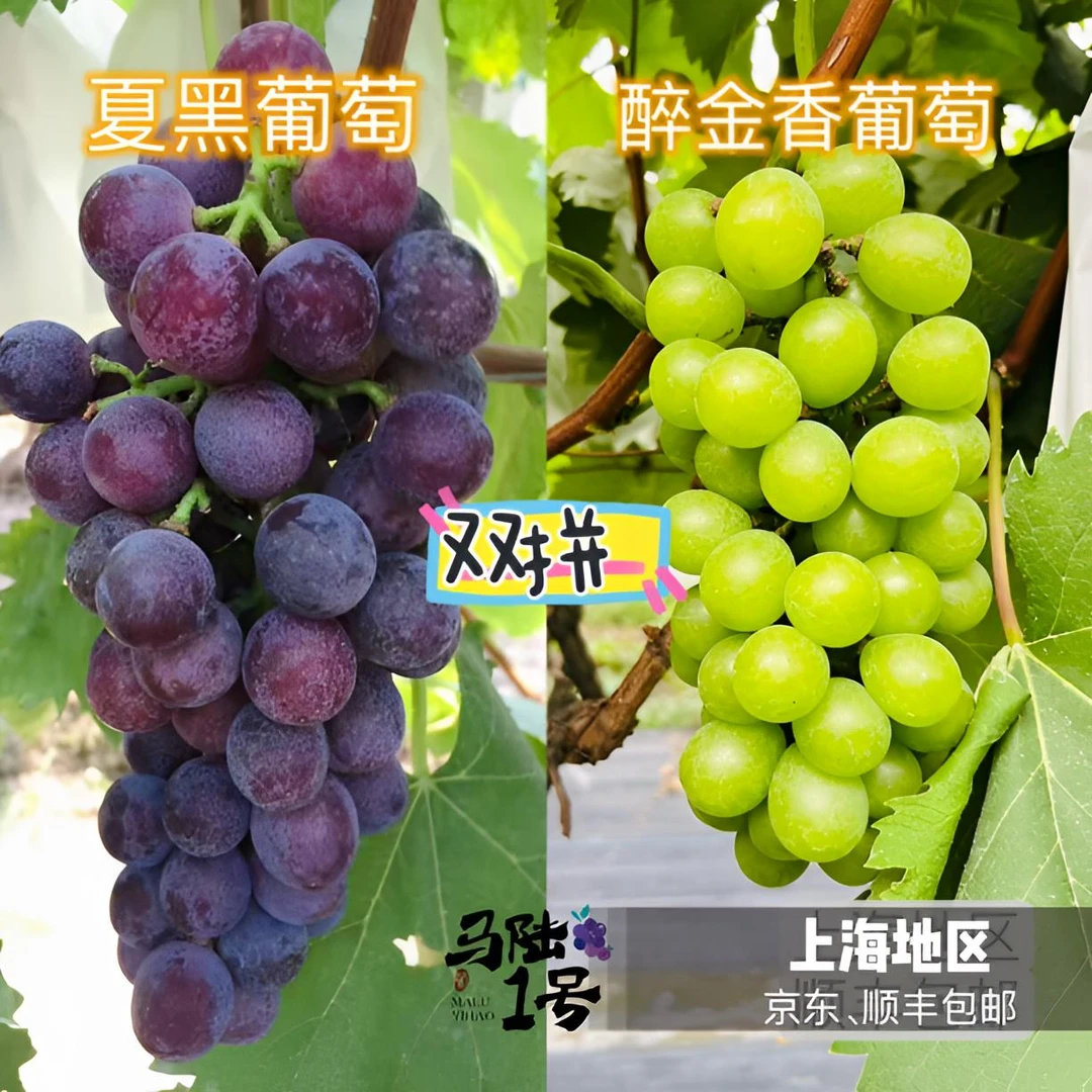 上海马陆葡萄-夏黑、醉金香双拼 5斤、10斤装 产地直发 儿时的味道