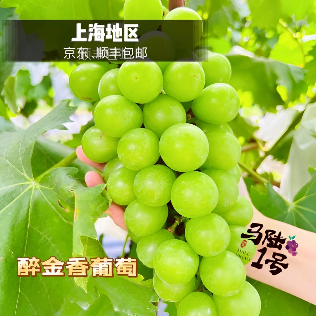 上海马陆葡萄-醉金香葡萄 净重5斤、10斤装 产地直发 儿时的味道