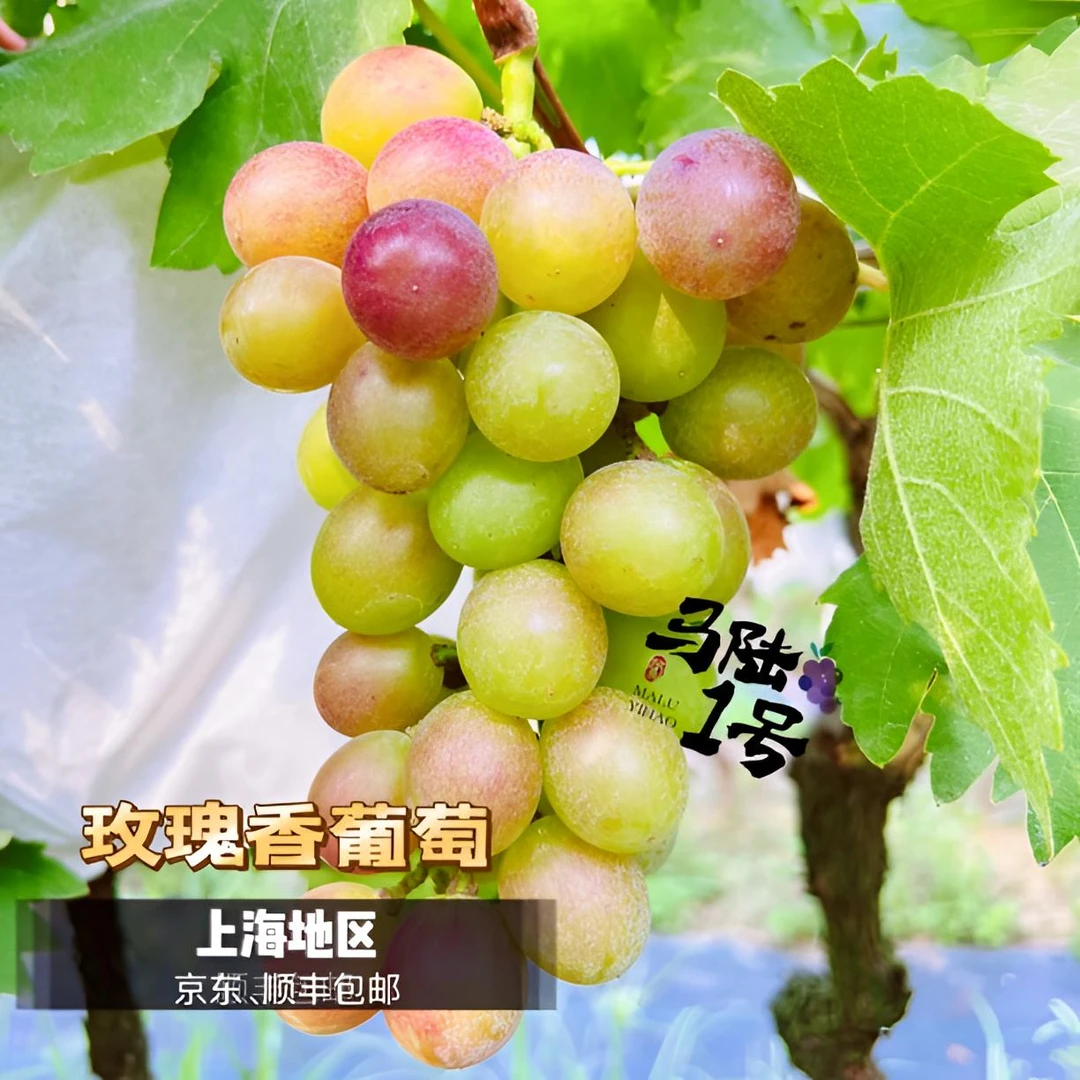 上海马陆葡萄-玫瑰香葡萄 净重5斤、10斤装 产地直发 儿时的味道