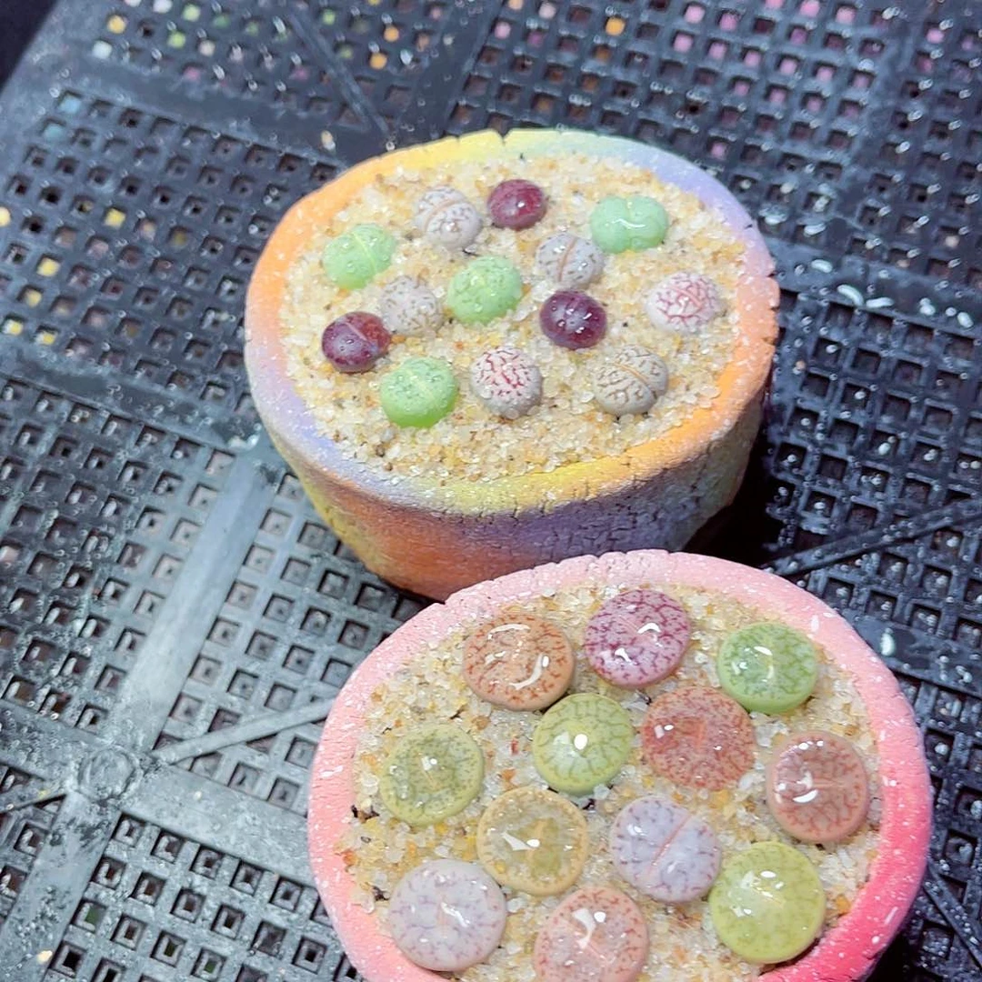 姝**咪11111111111111111