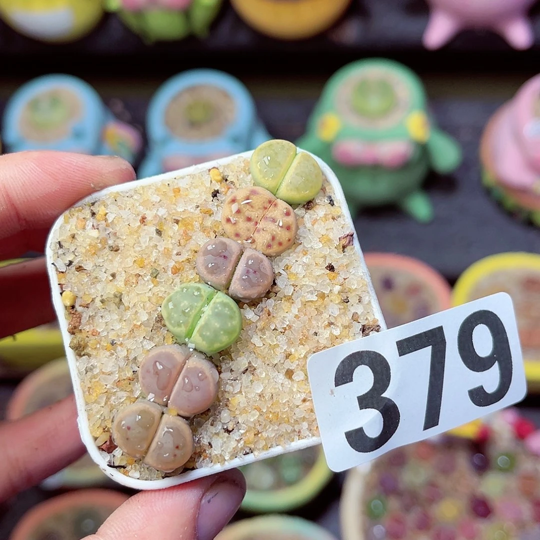 379生石花带盆发