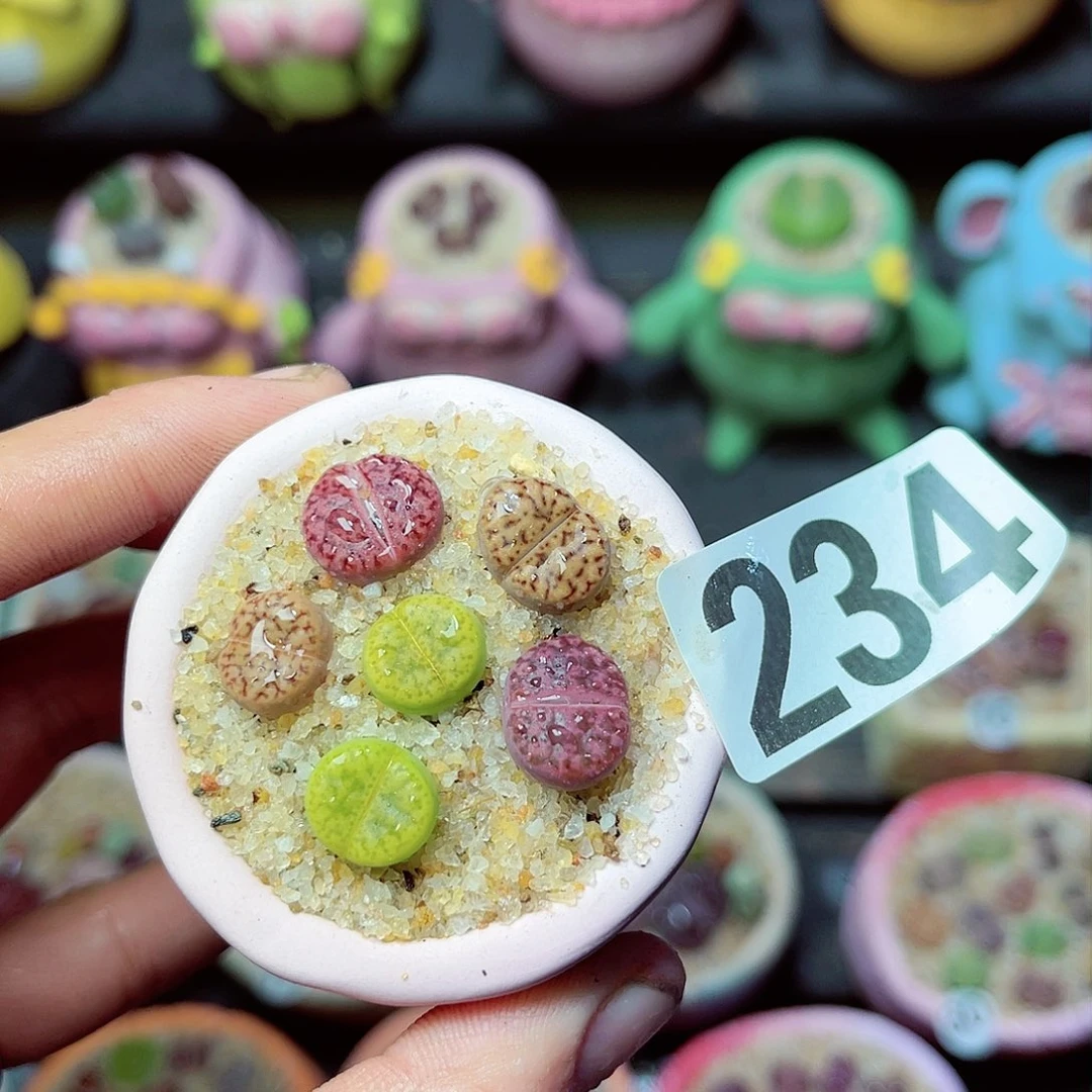 234生石花带盆发