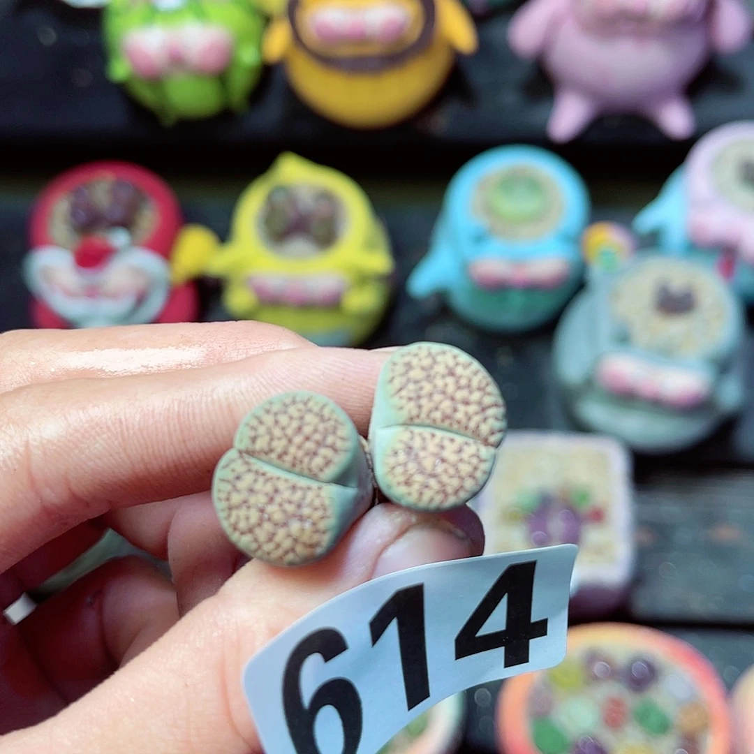 614生石花裸根发