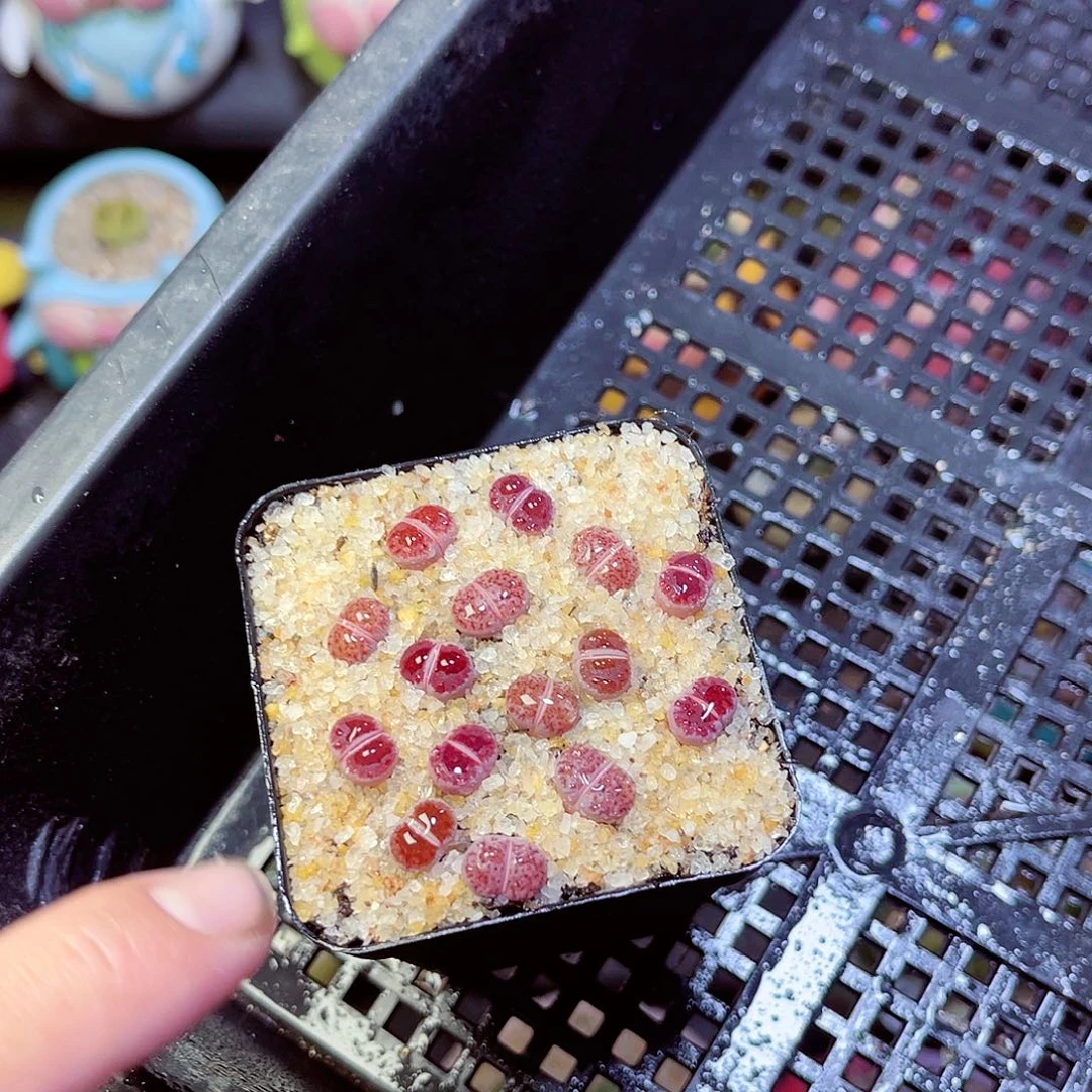 尹*.伊11111111111111