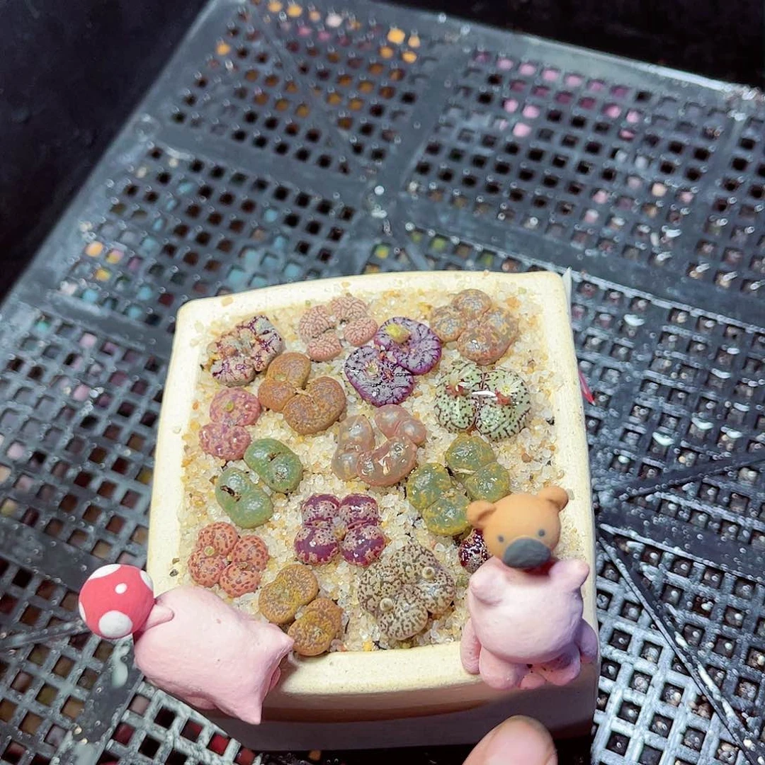 ?***×米橙1111111111111