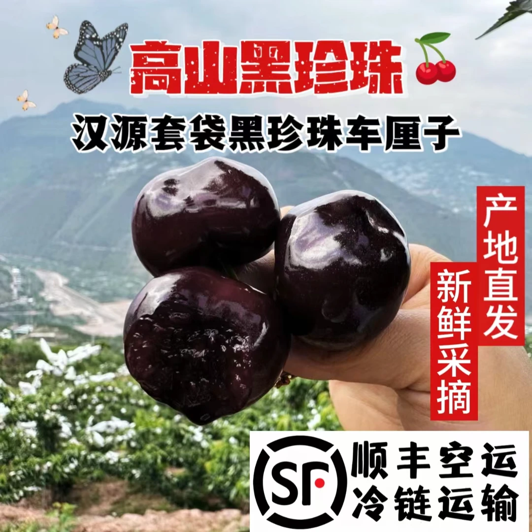 正宗四川汉源黑珍珠车厘子大樱桃高山套袋新鲜现摘顺丰空运2/4斤