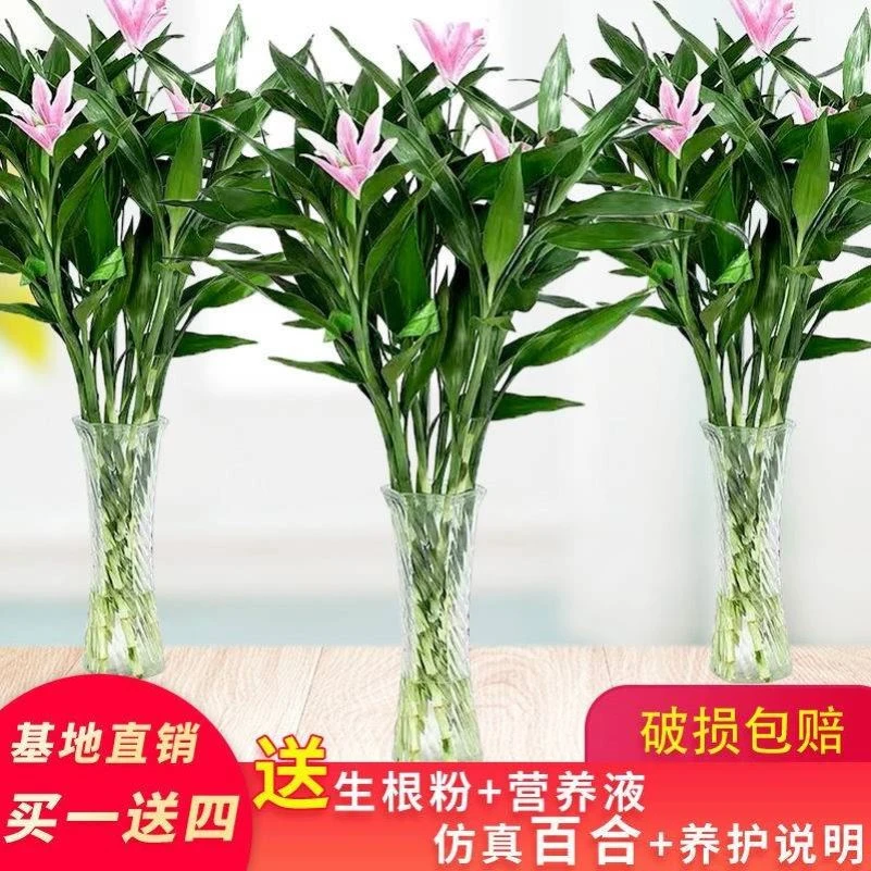 富贵竹花水养水培植物盆栽室内绿植粗枝水竹转运竹办公室四季花卉