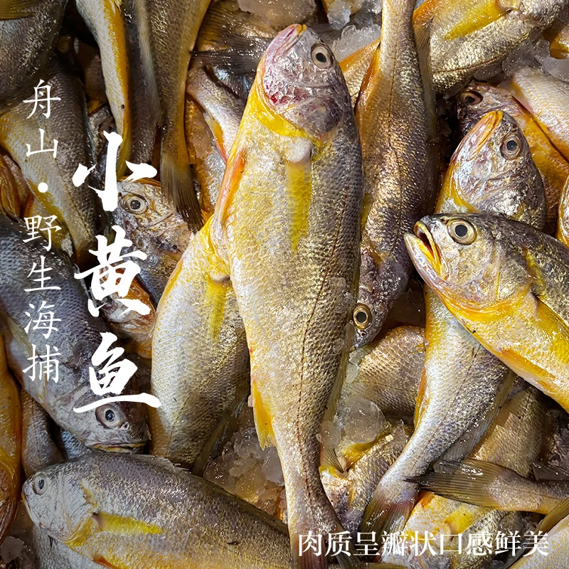 【钳子专属】舟山野生小黄鱼非养殖海捕新鲜海鲜水产深海