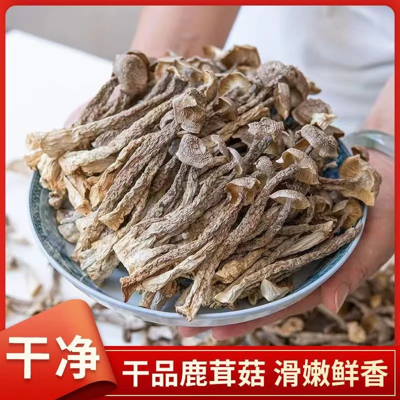 鹿茸菇缅甸农家土特产农户自采鹿茸菇
