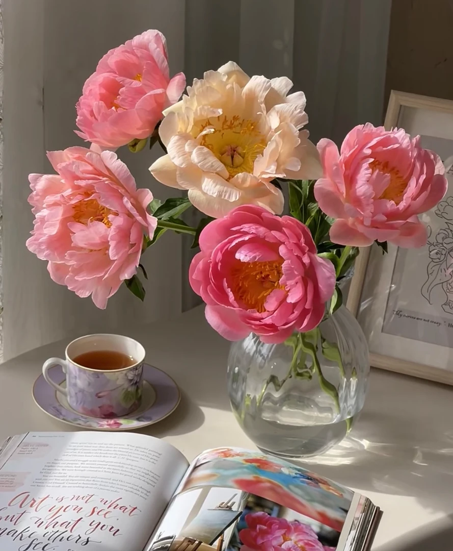 变色芍药珊瑚落日芍药2-3芽