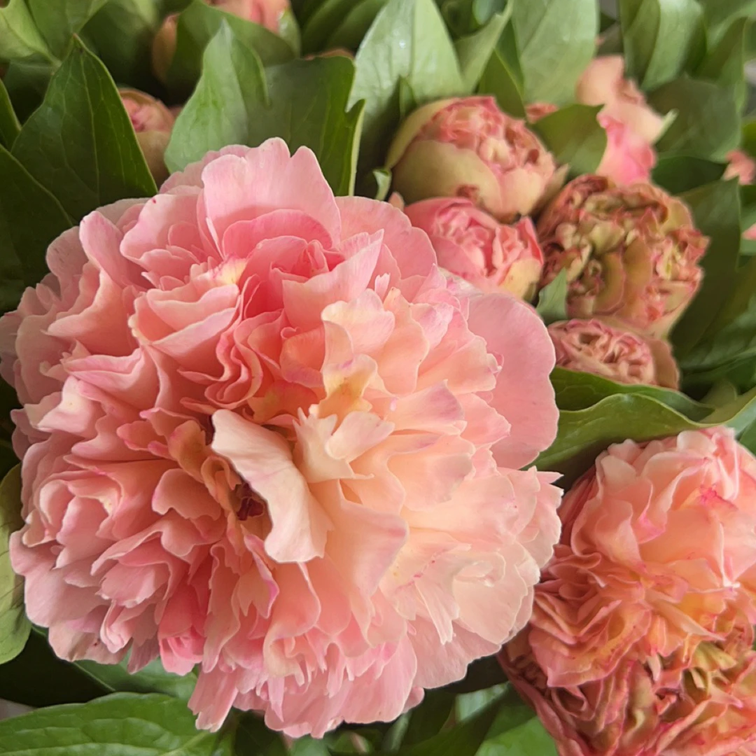 路易斯的选择2-3芽花苗秋天发货