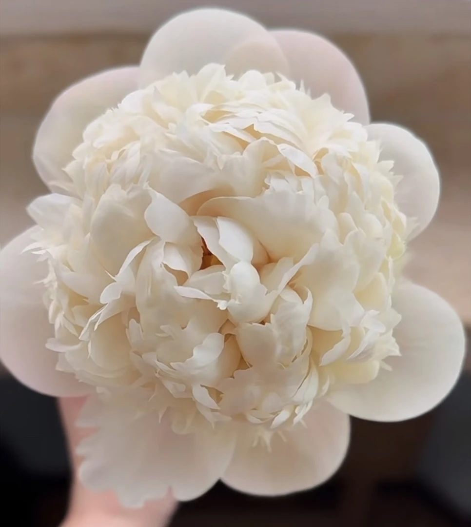 欧文斯芍药2-3芽，秋天发货