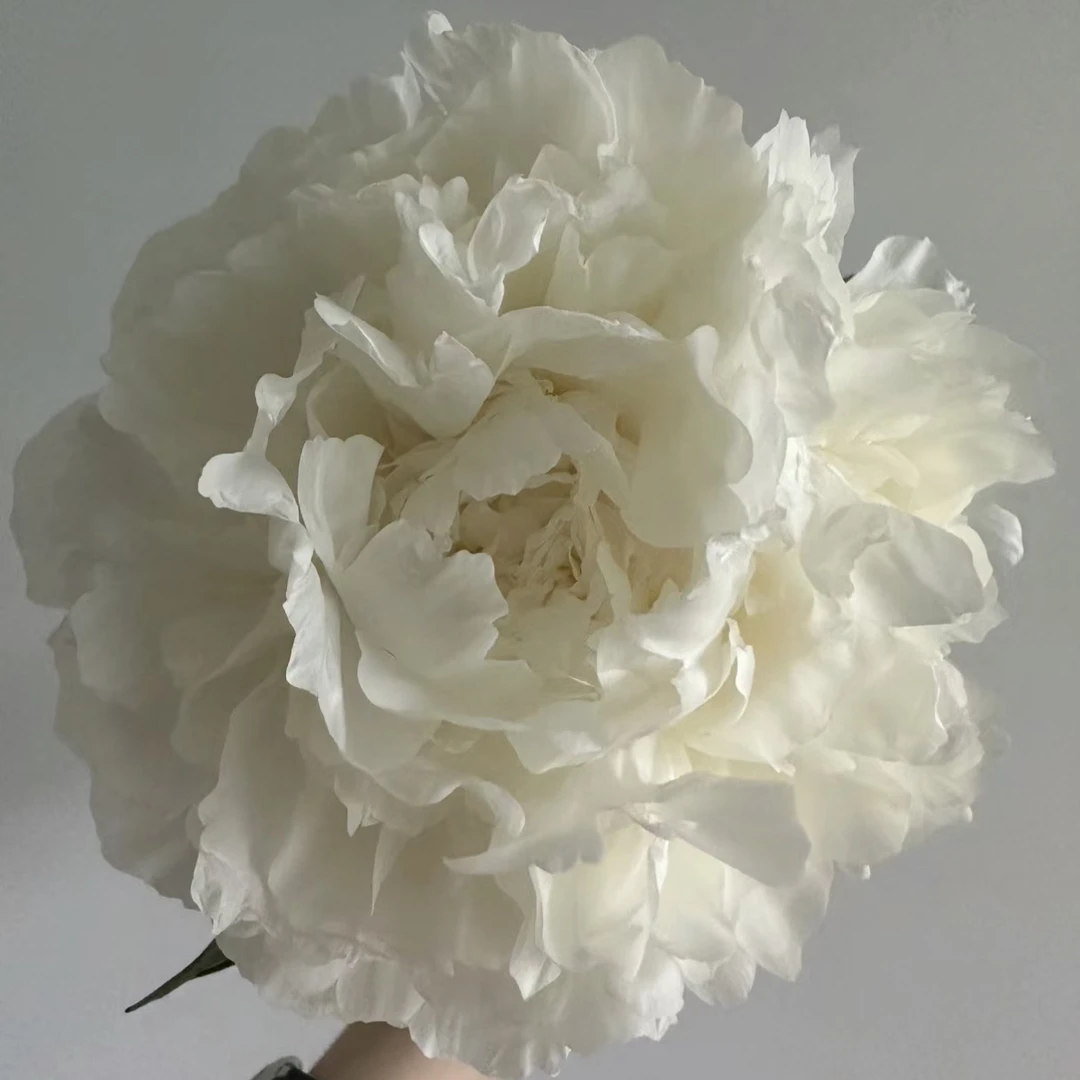 白衣天使芍药2-3芽秋天发货