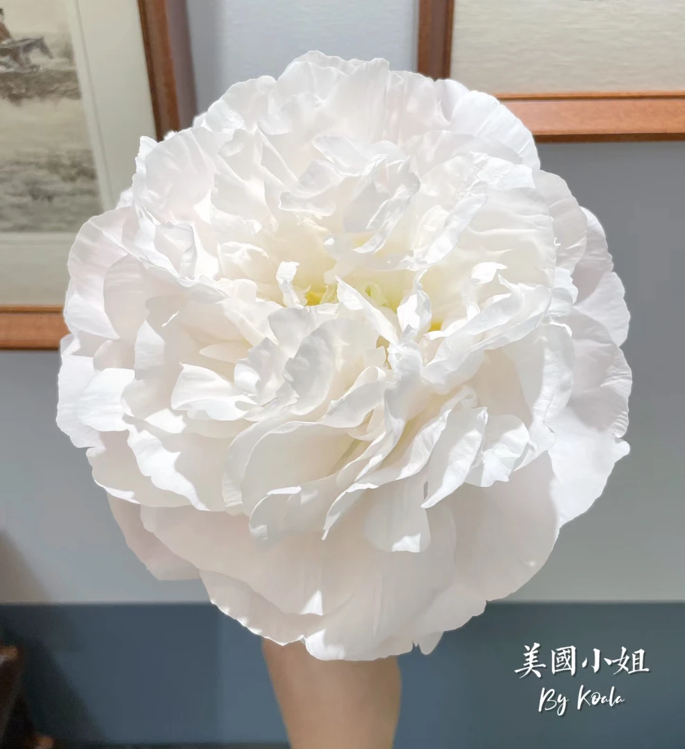 美国小姐2-3芽芍药