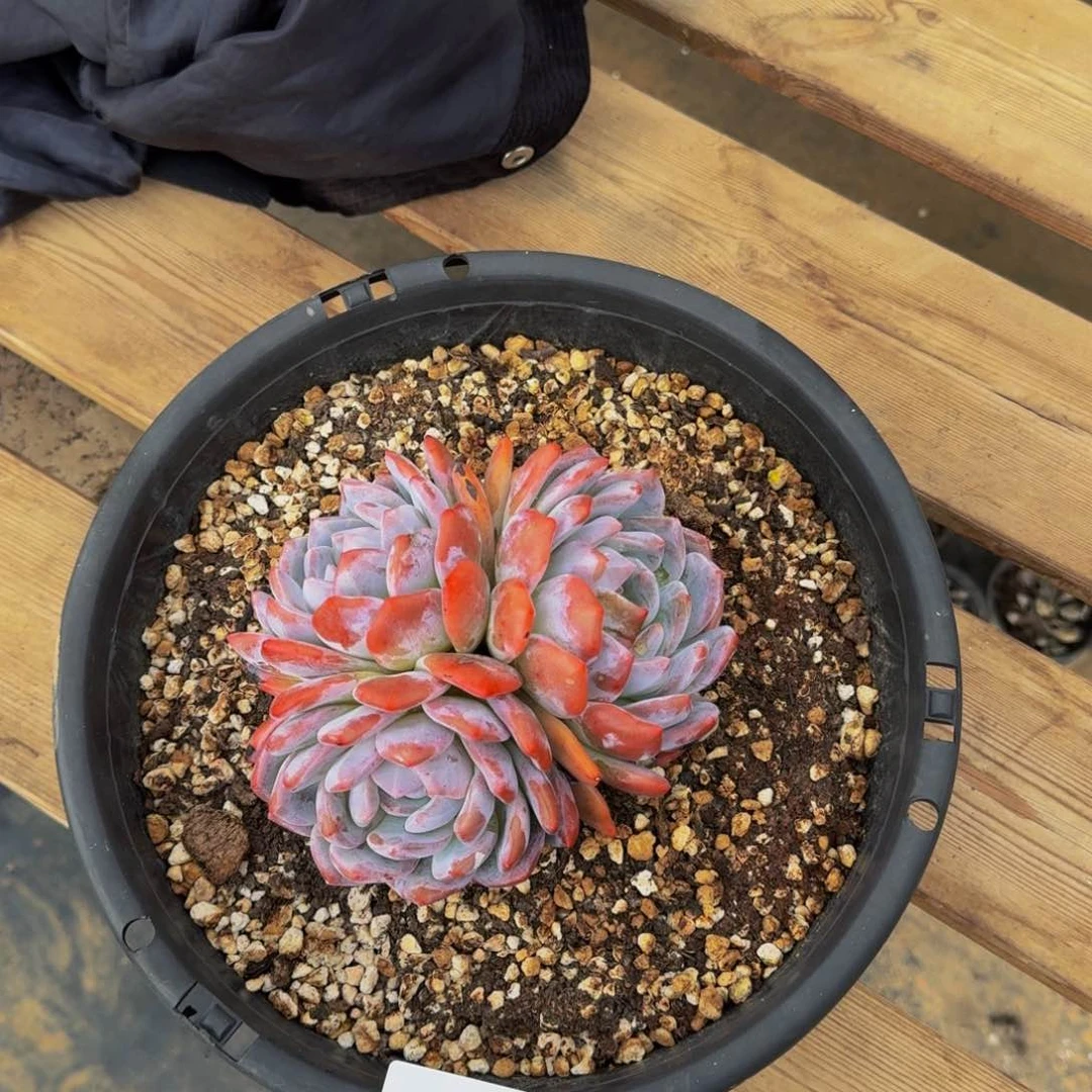 七*?8-171橙子寄养77多肉