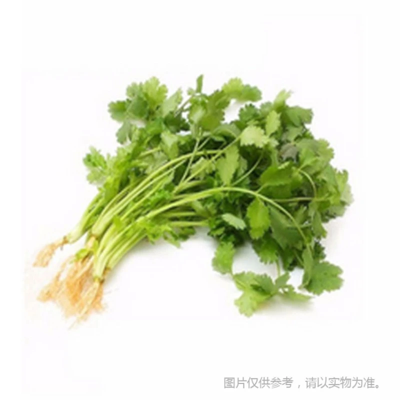 芫荽(OL)100g/份