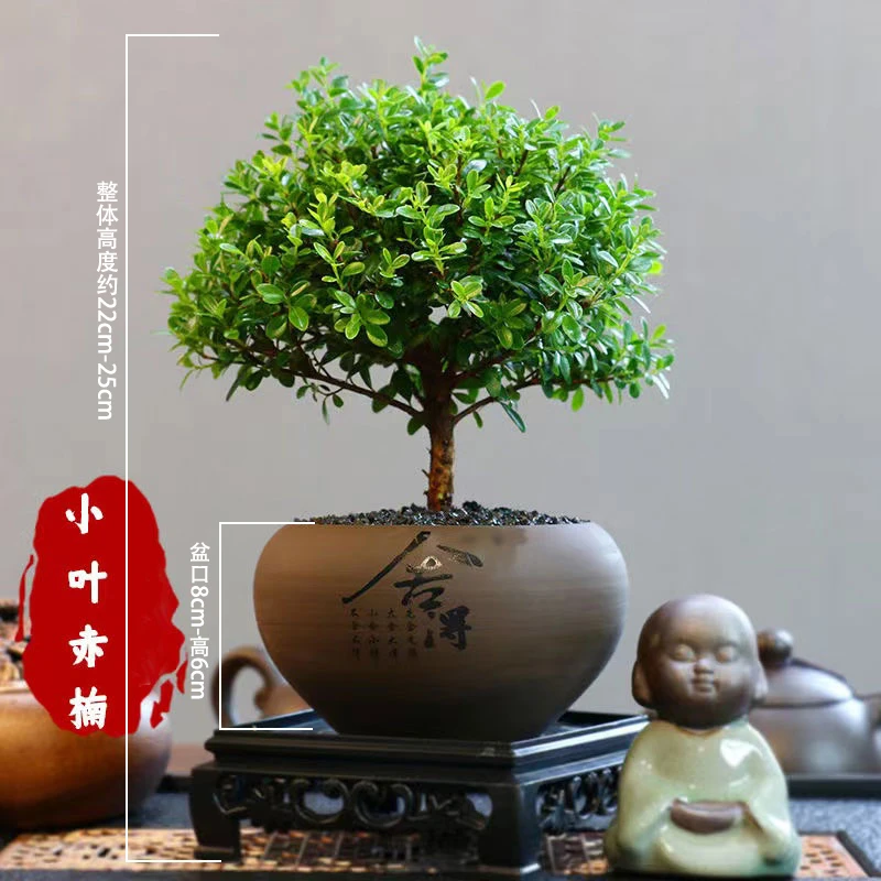 木言 小叶赤楠 盆景链接