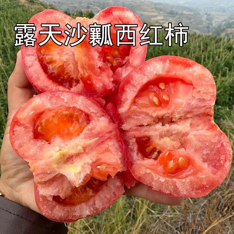 老品种生吃自然熟露天沙瓤西红柿番茄新鲜采摘高山种植产地直发