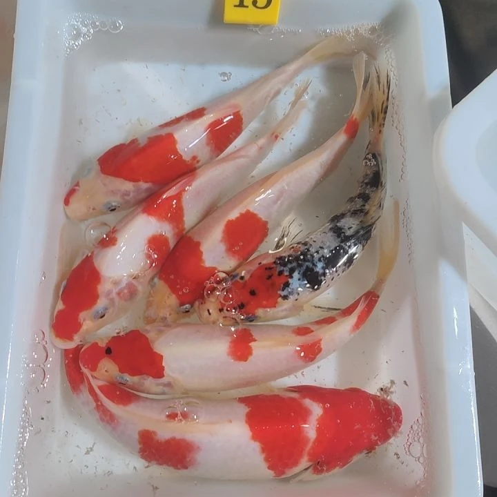 混搭3条10-15厘米锦鲤观赏鱼健康养殖喂食活体