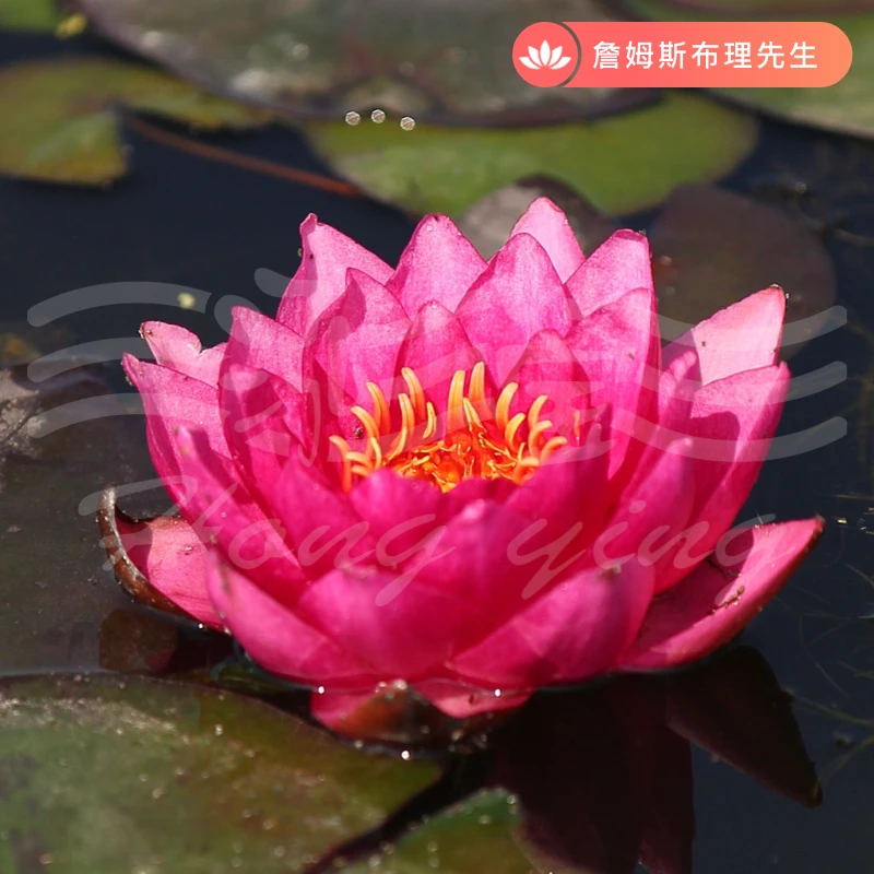 泓莹【詹姆斯布理先生】国标中型耐寒品种睡莲阳台花卉水生植物