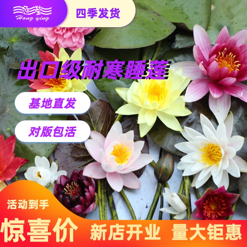 泓莹【常规品种耐寒睡莲】带花苞块茎水池水缸荷花碗莲水生水养花