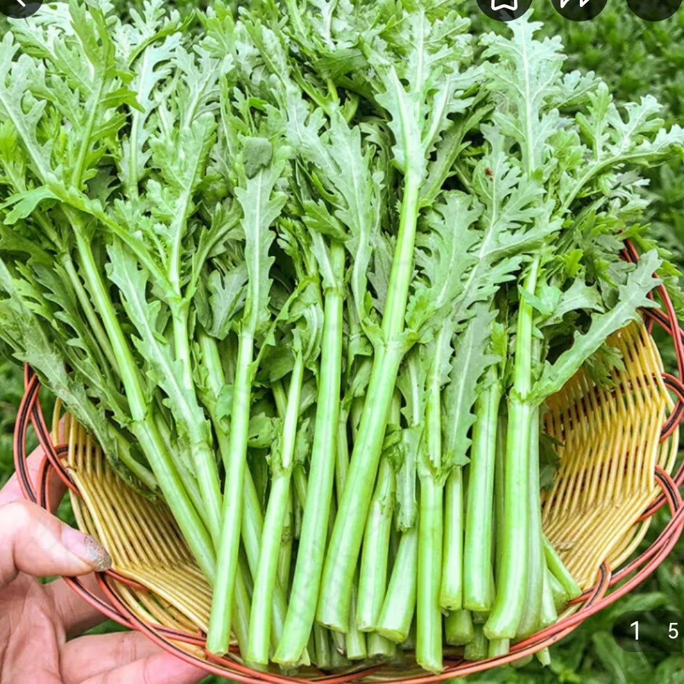贵州山地农家小种烫火锅新菜茼蒿菜1/2/3斤装产地直发包邮新鲜