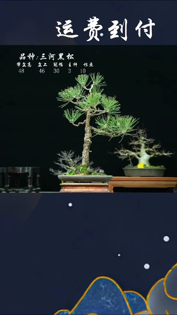 【闪购商品】14865黑松