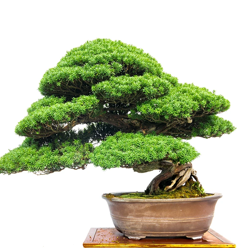 盆景老桩【金阳光盆景一物一拍】庭院 办公室 别墅