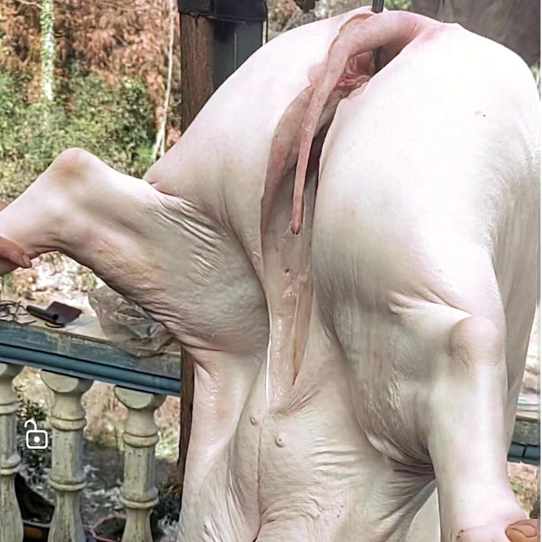 3【板油】花油恩施高山土猪顺丰包邮