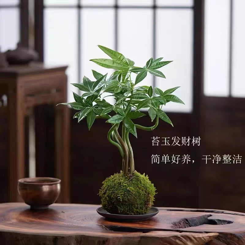 奇趣发财树苔藓球盆栽水培水养植物室内客厅办公室桌面绿植四季青