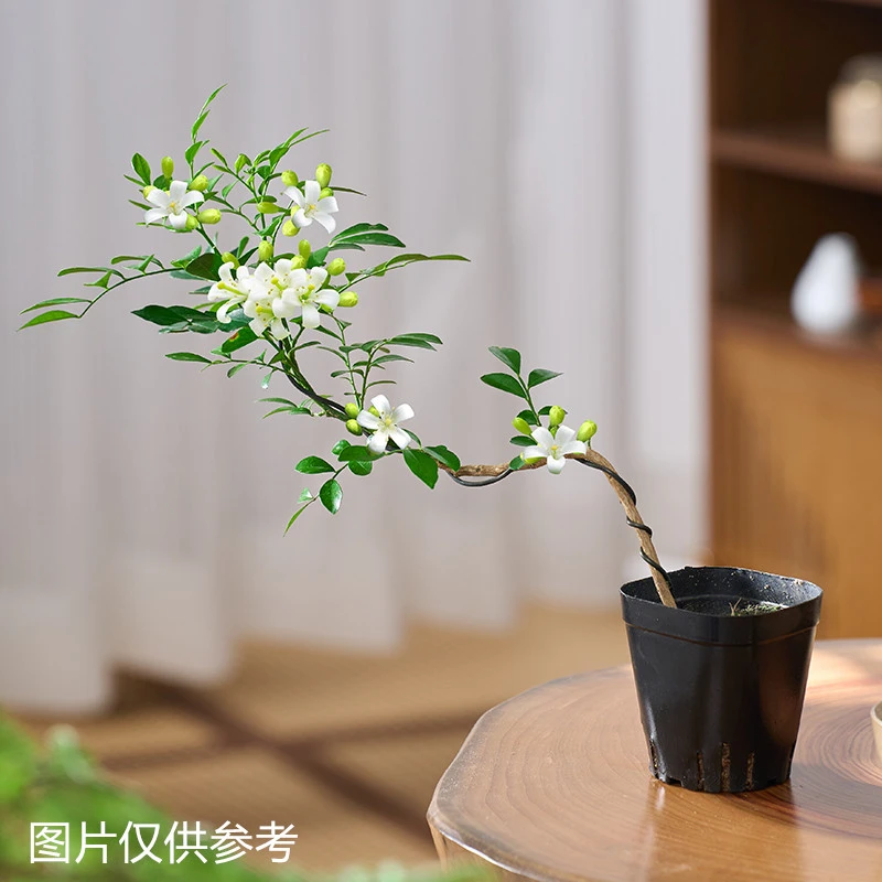 悬崖九里香花卉植物盆栽开花芳香四季青美观客厅茶桌摆件桌面绿植