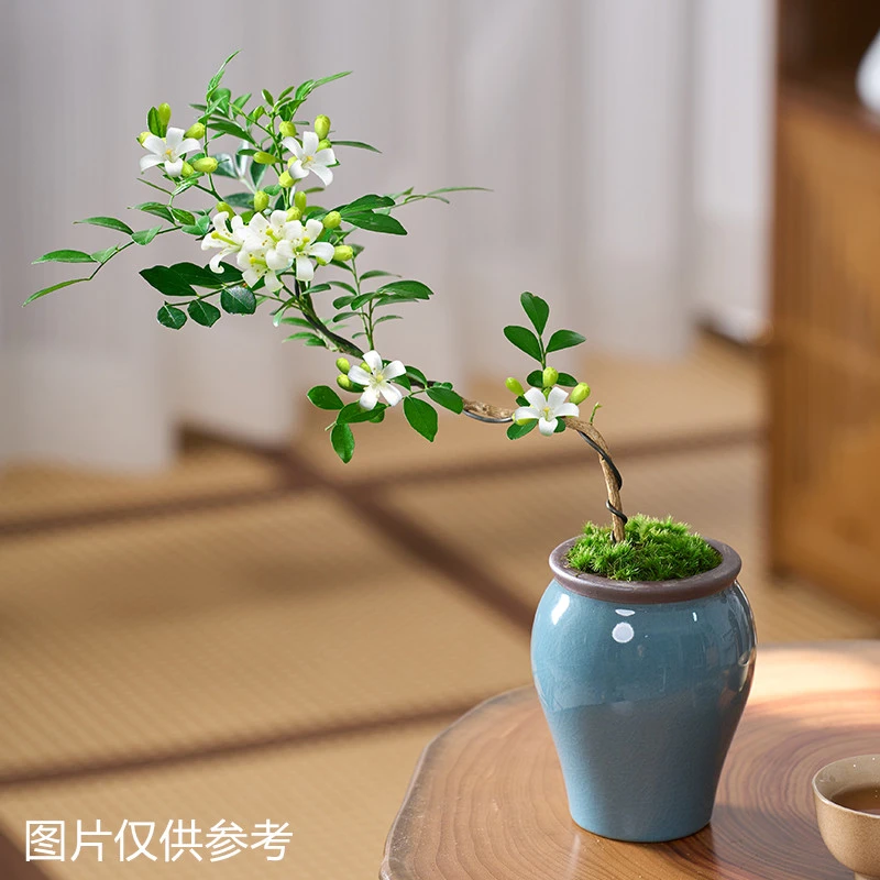 小九里香盆栽悬崖造型开花芳香美观四季青室内外阳台庭院桌面花卉