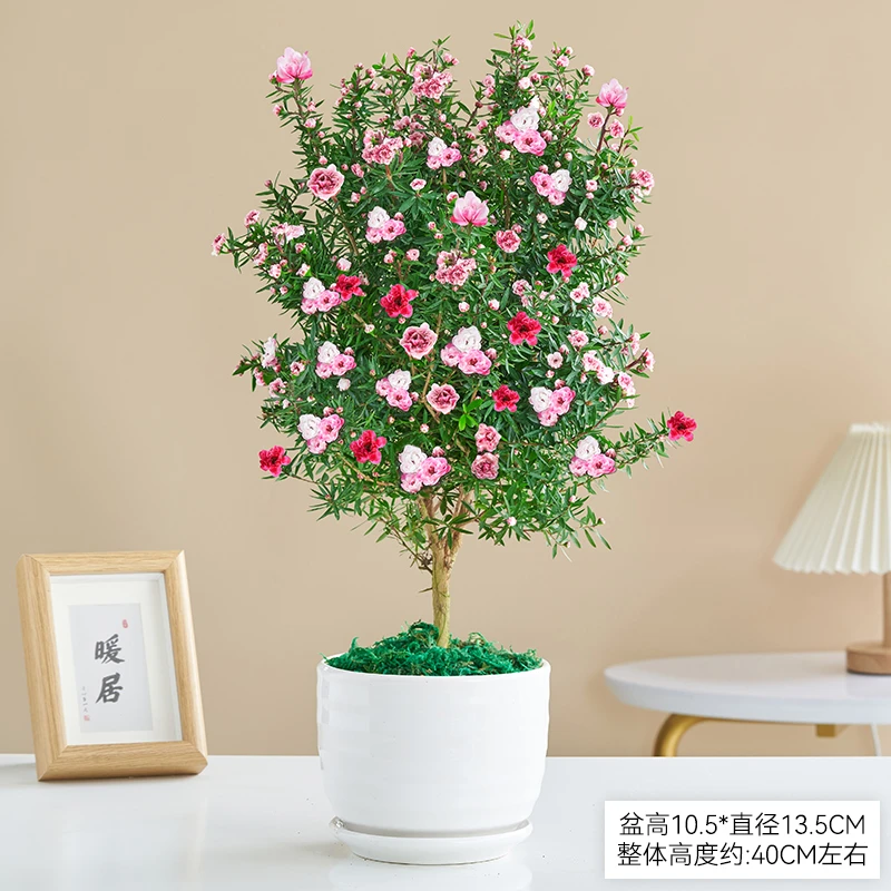 松红梅花卉盆栽植物开花美观四季青客厅阳台庭院桌面绿植树苗耐寒