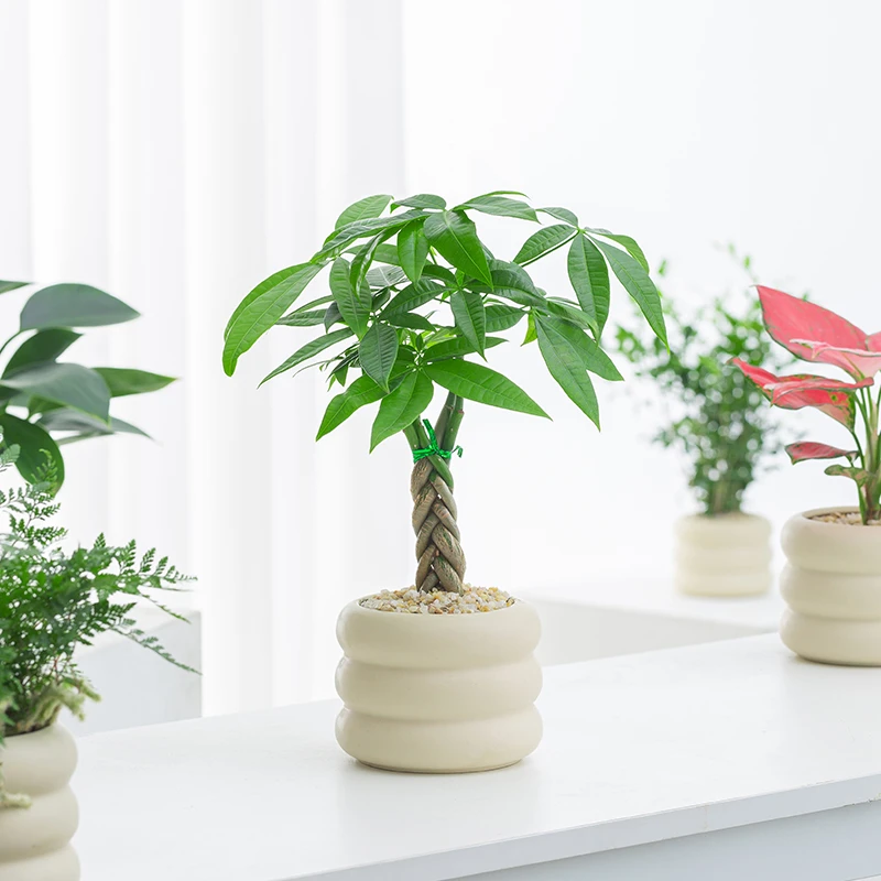 发财树盆栽北欧风盆景植物清新绿植美观造型四季青客厅办公室桌面