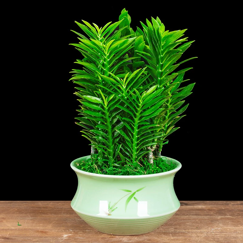 玉蜻蜓盆栽植物室内花多肉盆景四季青美观造型阳台客厅办公室桌面