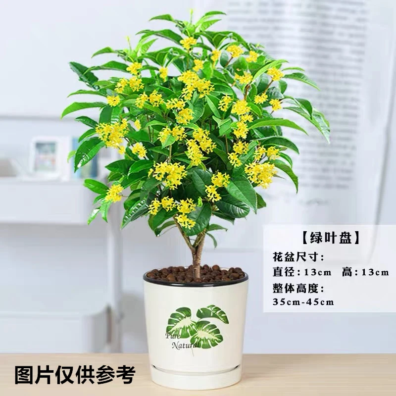 四季桂花盆栽花卉开花芳香浓郁四季常绿阳台庭院生长老桩观花树苗