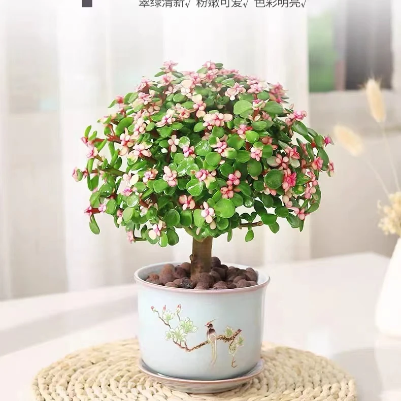 棒棒糖金枝玉叶盆栽多肉植物室内花四季青阳台客厅办公室桌面绿植