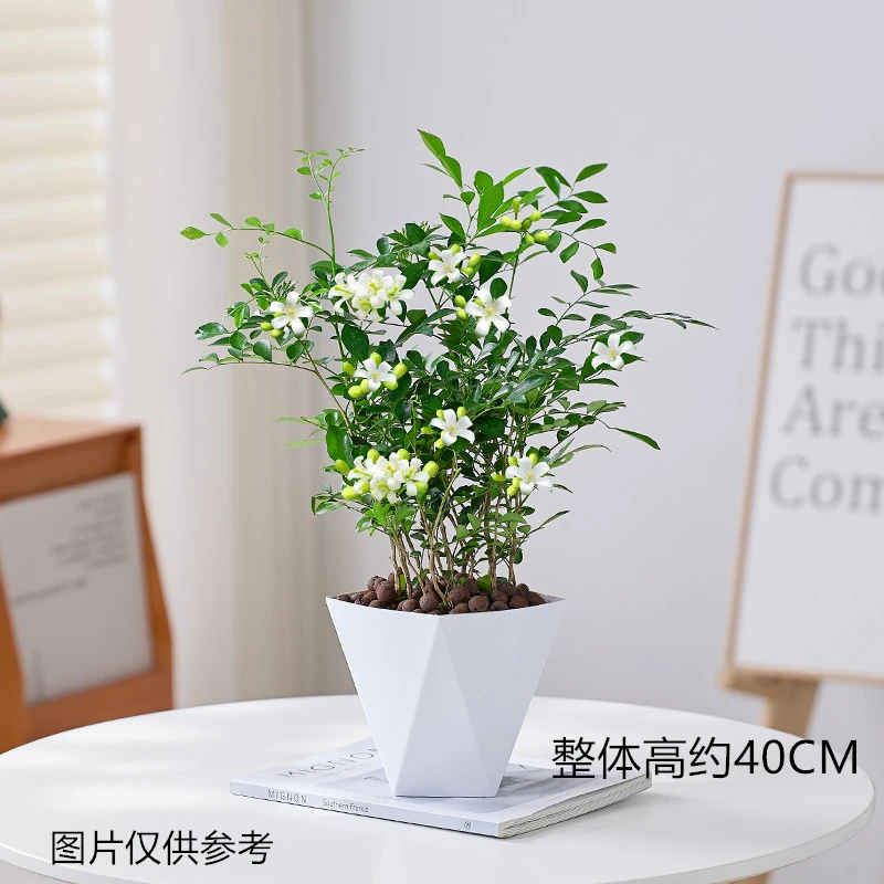 九里香盆栽开花芳香浓郁美观花卉植物室内花四季常绿阳台庭院花草