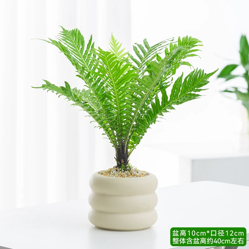富贵蕨盆栽金钻袖珍椰子九里香幸福树植物室内花四季客厅桌面绿植