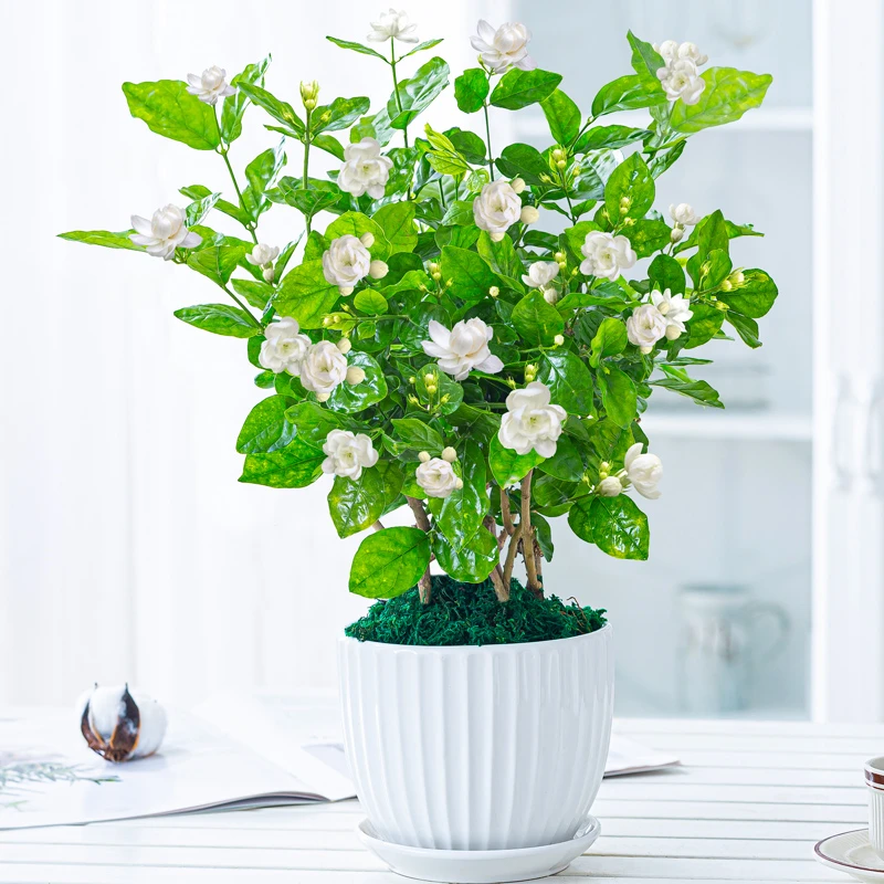 茉莉花盆栽花卉植物芳香室内花四季常绿开花美观客厅阳台桌面绿植