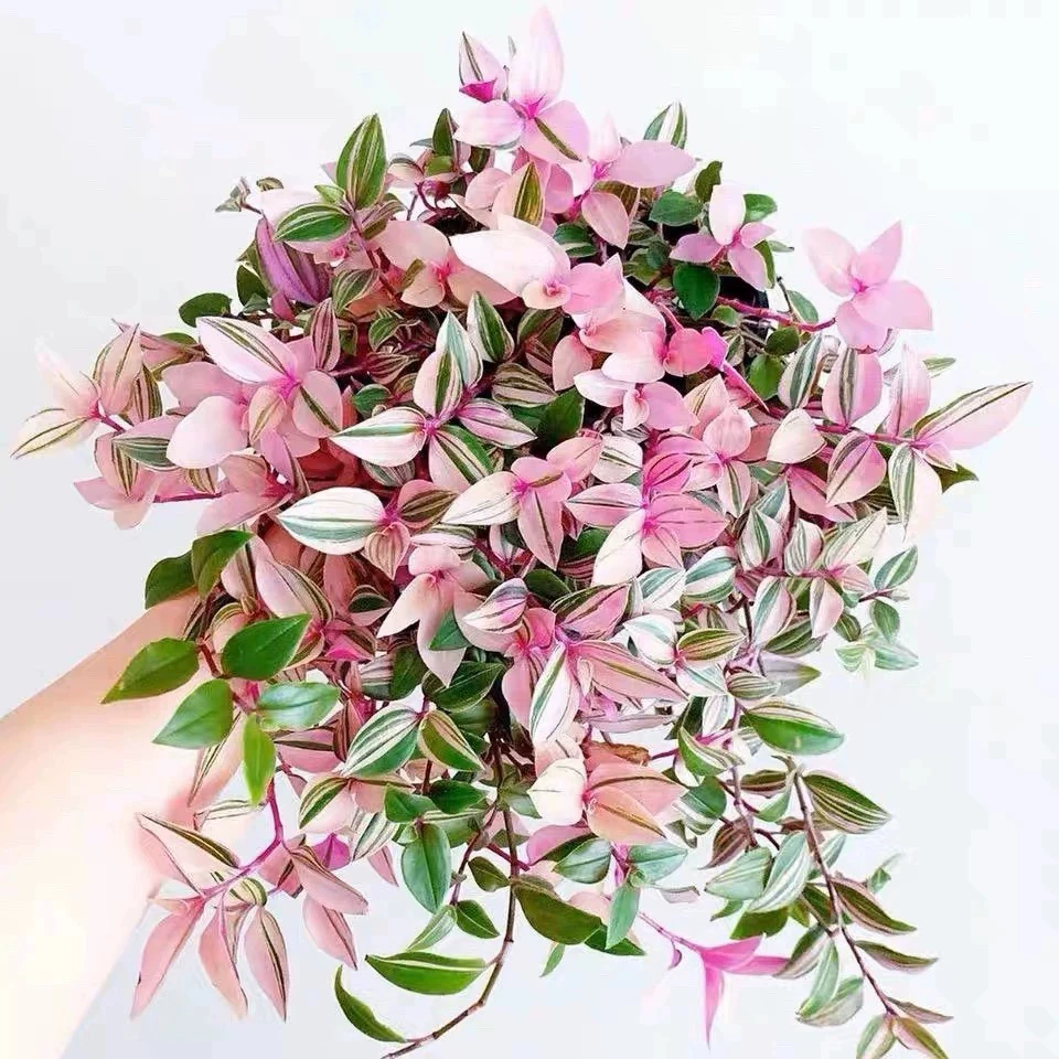 婚礼吊兰锦 油画婚礼吊兰 荷兰进口 室内多年生垂藤植物耐干旱