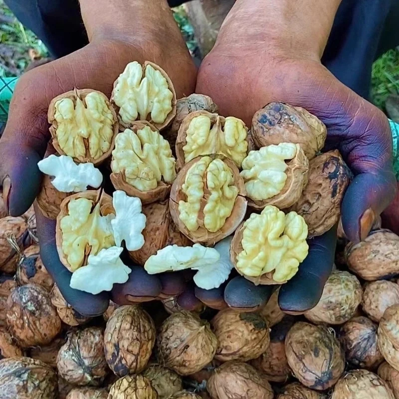 P四川大凉山去青皮新鲜湿核桃孕妇去皮薄皮鲜核桃生核桃